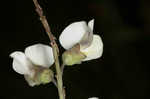 Spiked wild indigo